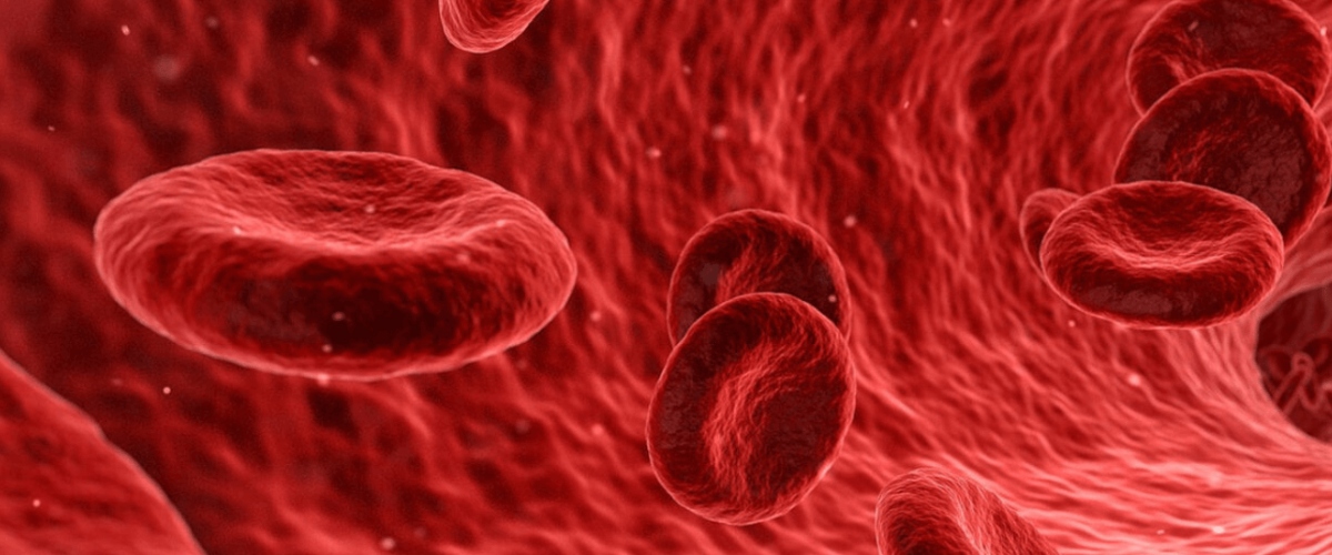 Red blood cells in a vessel, representing Desert Spine and Sports Physicians' focus on optimal health in Arizona.