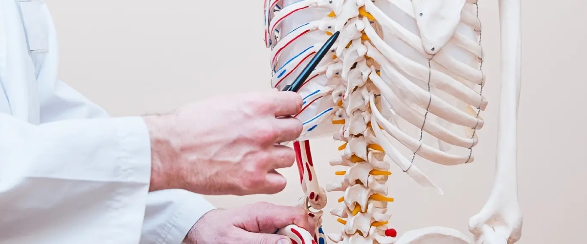 Physician explains spinal anatomy using a model at Desert Spine and Sports Physicians, Arizona. Expert spine care.