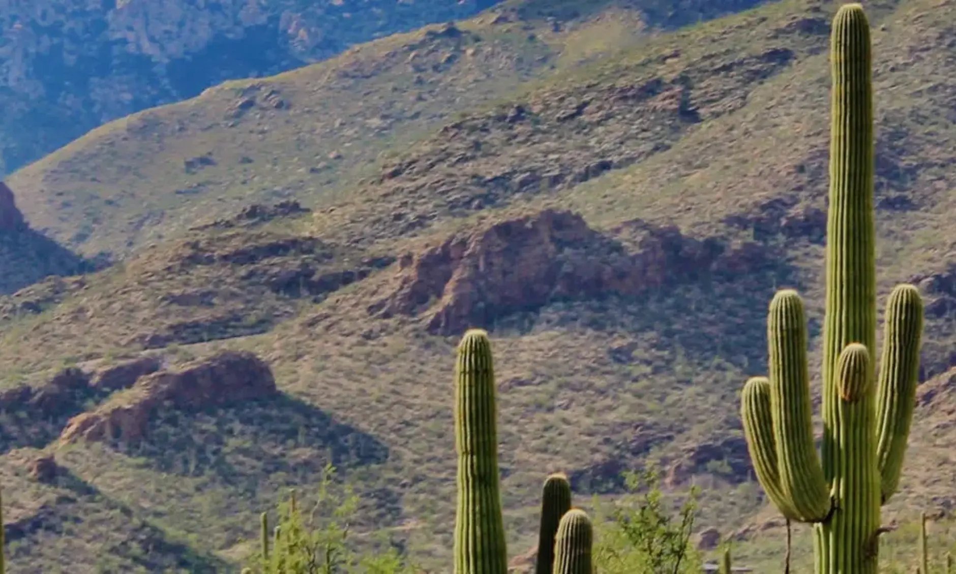 Arizona desert landscape, symbolizing resilience. Trust Desert Spine and Sports Physicians for expert, patient-centered care.