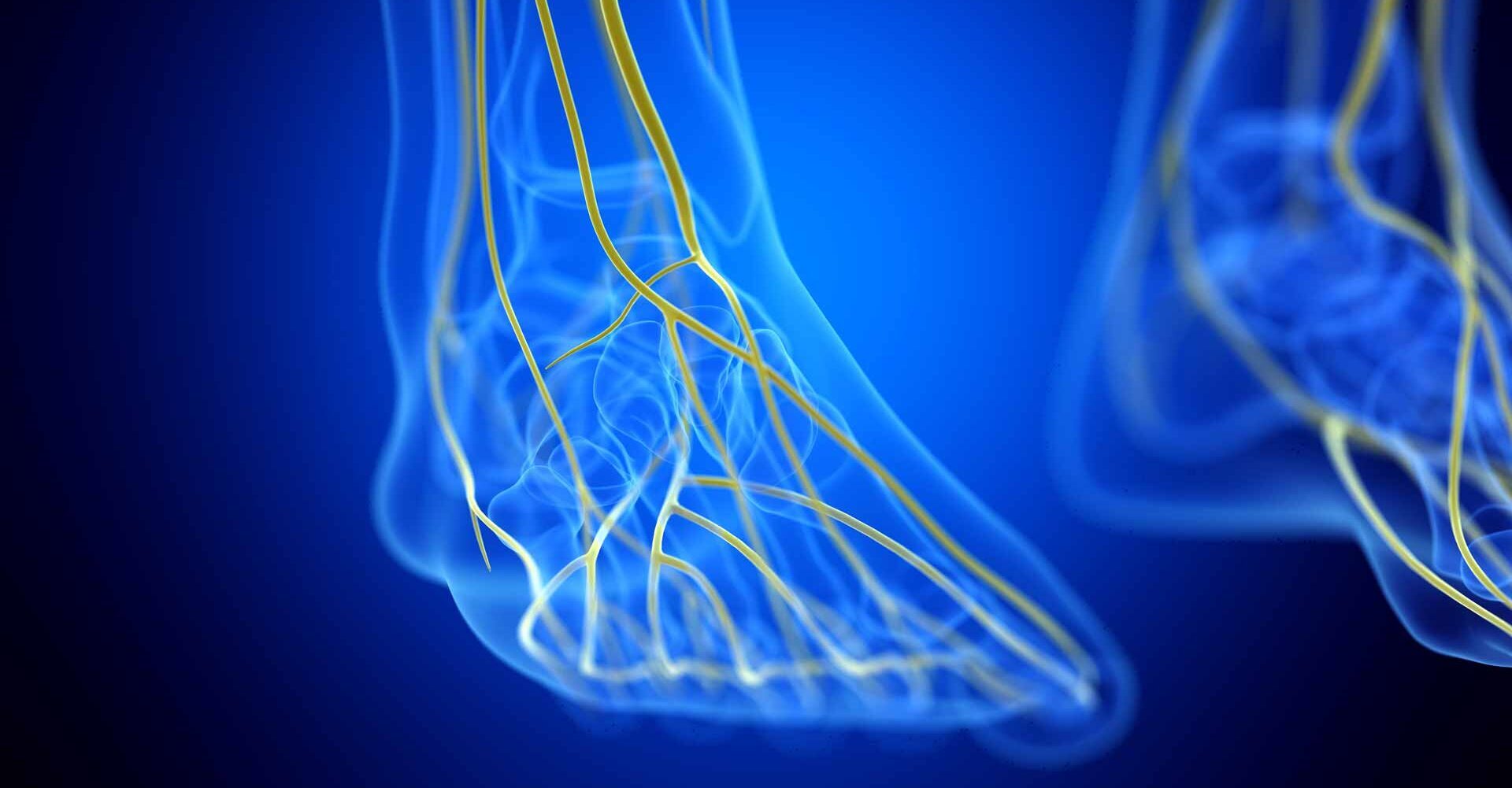 A three-dimensional (3D) rendering of a human foot with blue-colored nerves on a light blue background. The nerves branch out from the ankle and spread across the top and sole of the foot.